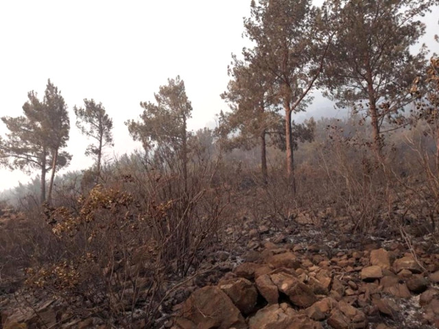 Amanoslardaki Yangında Soğutma Çalışmaları Sürüyor
