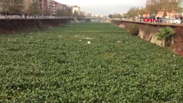Hatay Asi Nehri’ni ‘Su Sümbülü’ İstila Etti
