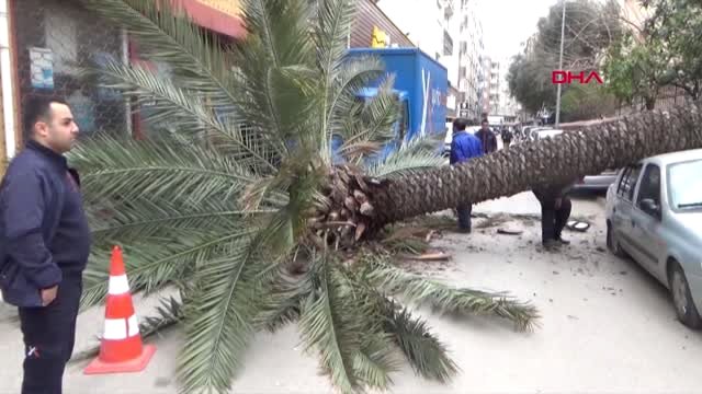 Hatay Fırtınanın Devirdiği Hurma Ağacı 2 Araca Zarar Verdi