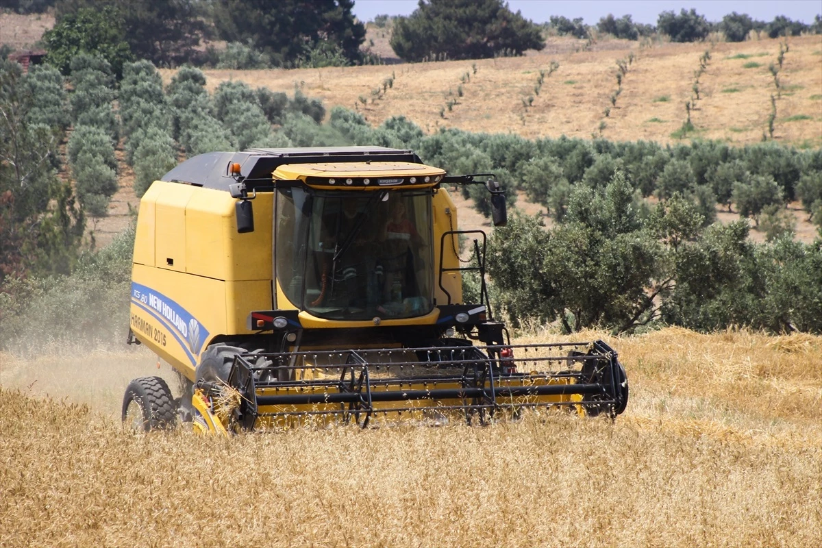 Arsuz’da Buğday Hasadı Başladı