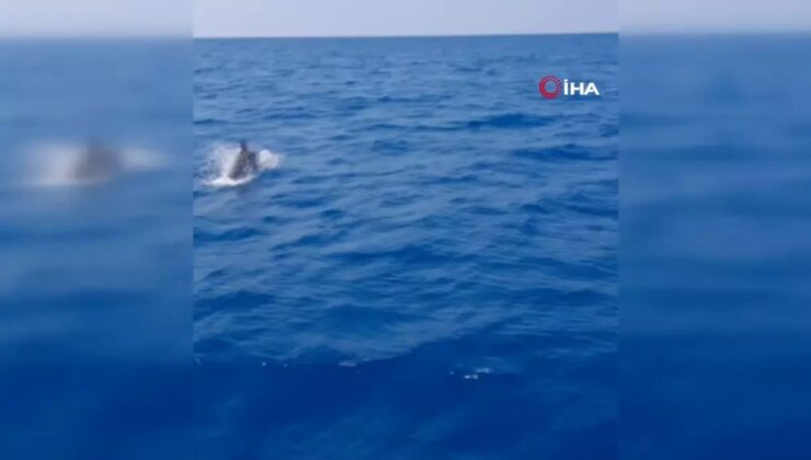 Akdeniz’de yunus balıklarıyla yarışan yelkenci o anları anbean kaydetti