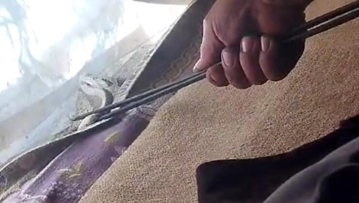 Hatay’da çadıra giren yılanı yakalayan vatandaş