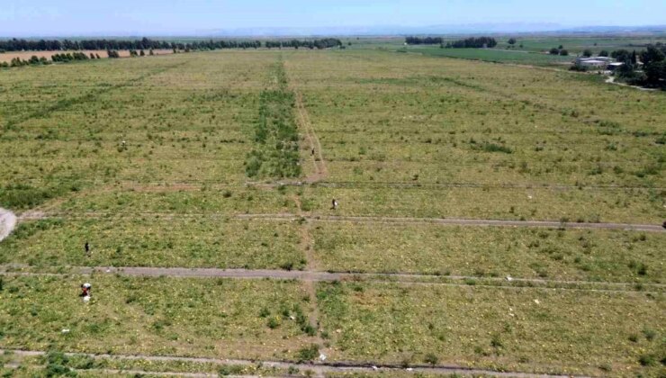 Hatay’da çiftçi kavun tarlasını depremzede vatandaşlara bağışladı
