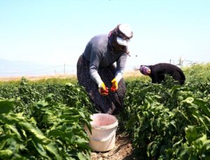 Hatay’da Kapya Biber Hasat Mesaisi Başladı