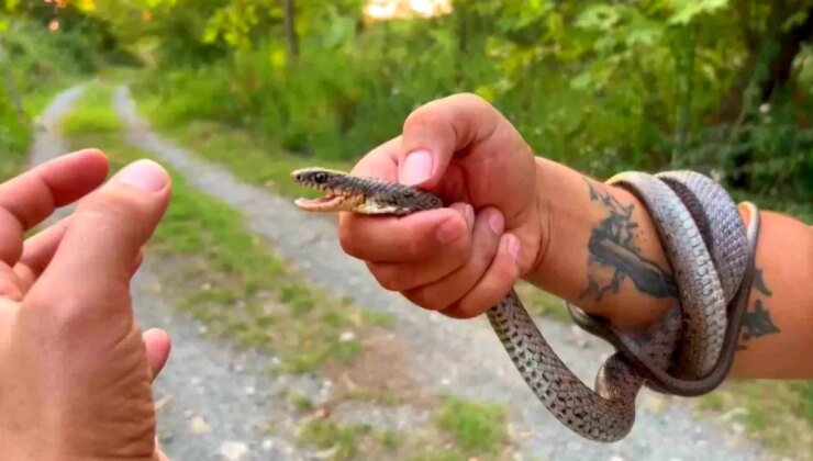 Hatay’da ‘Yılancı Kemal’ Yılanları Yakalayıp Tabiata Bırakıyor