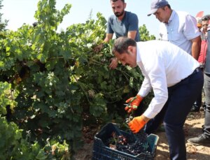 Hatay’ın Hassa ilçesinde üzüm hasadı başladı