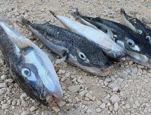 Hatay’da 8 Ayda 19 Bin 904 Balon Balığı Yakalandı