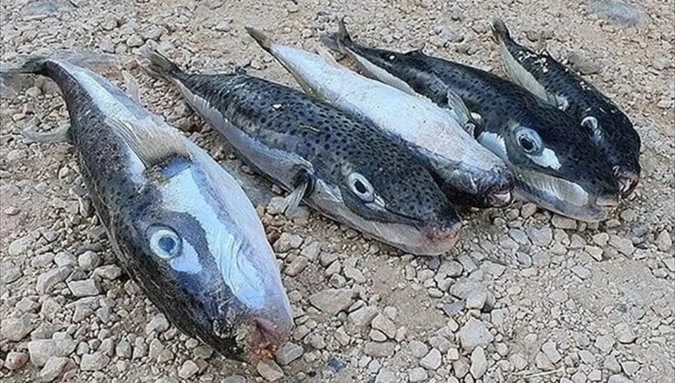 Hatay’da 8 Ayda 19 Bin 904 Balon Balığı Yakalandı