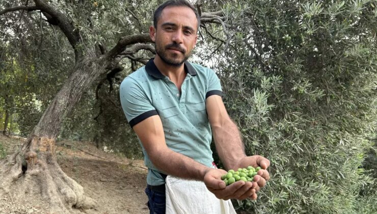Zelzele bölgesinde yüz güldüren hasat; sofralık zeytin kilogram fiyatı 70 TL’den alıcı buluyor