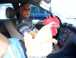 Antakya Otogarı’nın Maskotu: Fevzi Mersin’in Horozu