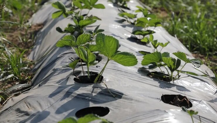 Hatay’da Sarsıntıdan Etkilenen Çiftçilere 500 Bin Çilek Fidesi Dağıtıldı