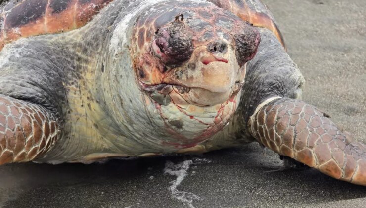 Jenerasyonu Tehlike Altında Olan Yeşil Deniz Kaplumbağası Samandağ Kıyısında Meyyit Bulundu