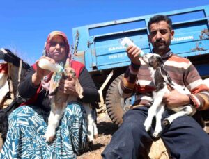 Akaryakıt karıştığı argüman edilen yağmur suyu birikintisinden içerek telef olan küçükbaş hayvanların yavrularını biberonla yaşatmaya çalışıyorlar