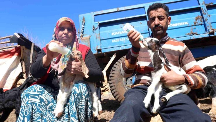 Akaryakıt karıştığı argüman edilen yağmur suyu birikintisinden içerek telef olan küçükbaş hayvanların yavrularını biberonla yaşatmaya çalışıyorlar