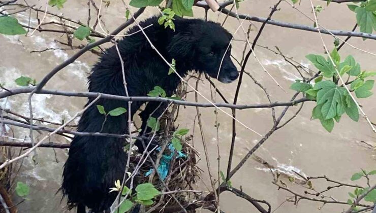 Dereye düşen köpek şiddetli operasyonla kurtarıldı
