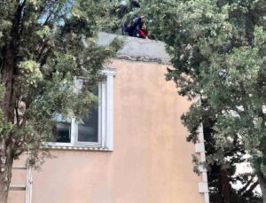 Defne’de ağaçta mahsur kalan kediyi itfaiye kurtardı