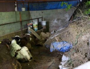 Hatay’da heyelanda önü toprakla dolan ahırda hayvanlar mahsur kaldı