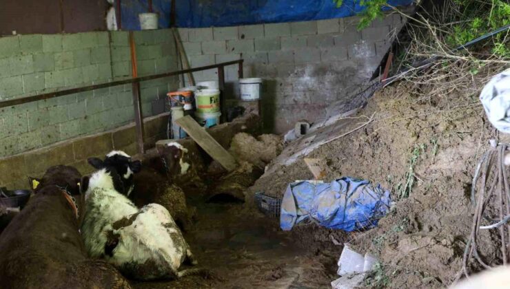 Hatay’da heyelanda önü toprakla dolan ahırda hayvanlar mahsur kaldı