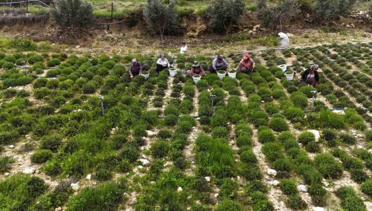 Hatay’da zahter hasadı başladı: Kilosu 300-400 TL