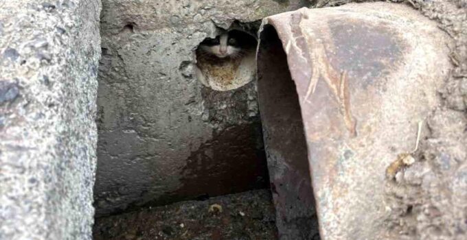 İskenderun’da rögar borusuna düşen yavru kediler kurtarıldı