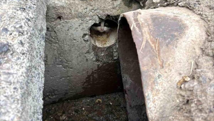 İskenderun’da rögar borusuna düşen yavru kediler kurtarıldı