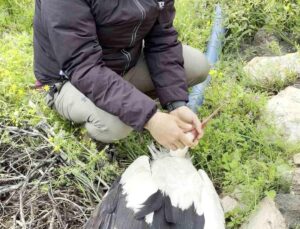 Saçmaların amacı olan leyleğe kuş gözlemcisinden birinci yardım