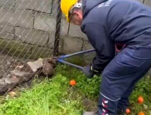 Tel örgüye sıkışıp, mahsur kalan kirpi kurtarıldı