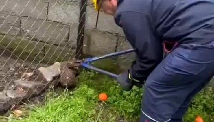 Tel örgüye sıkışıp, mahsur kalan kirpi kurtarıldı