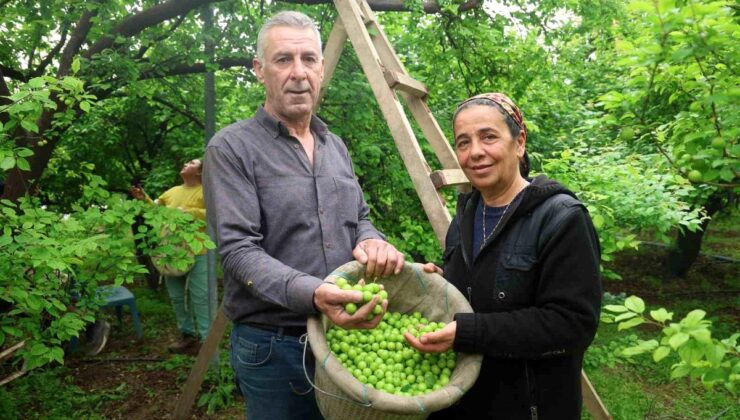 Turfanda can eriği Avrupa ülkelerine ihraç ediliyor