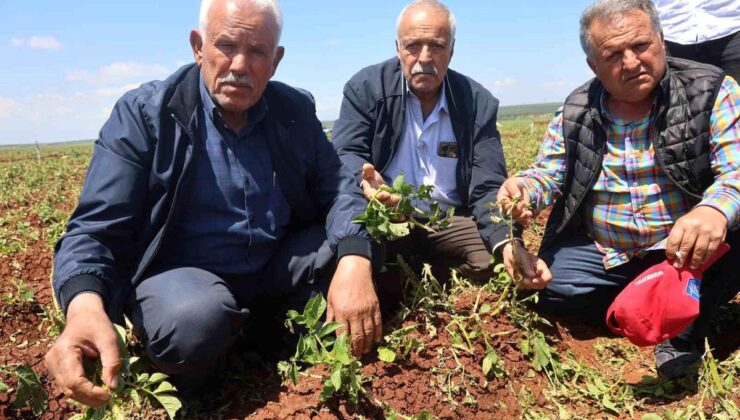 Ceviz büyüklüğündeki dolu yağışı tarım yerlerine ziyan verdi