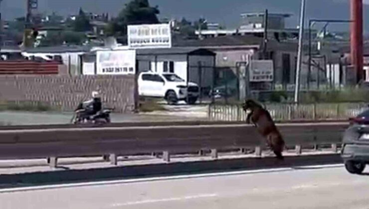 Orta refüjden atlayan kurbanlık keçi sahibini geride bıraktı