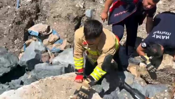 Anne kedi yavruları kurtarılana kadar grupların başında bekledi