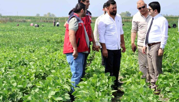 Arsuz’da soya ekimi yapıldı