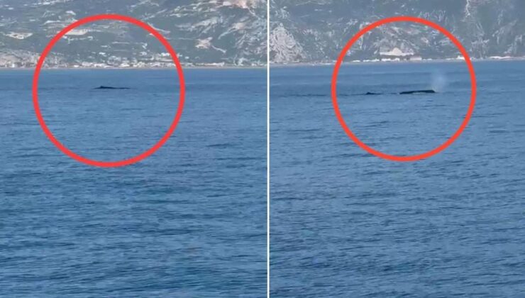 Hatay’da kameraya takılan dev balina büyük heyecan yarattı