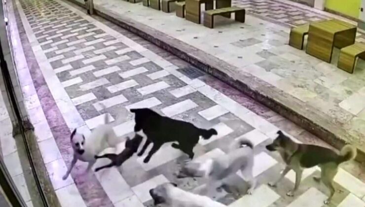 Kedinin tek başına 6 köpekle gayret ettiği anlar kameraya yansıdı