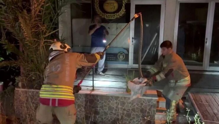 Konutun bahçesine giren 1 buçuk metrelik yılan korkuttu