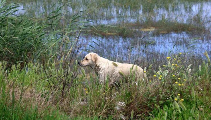 Milleyha Sulak Alanına 5 yavru köpeği bırakan 2 şahsa 540 bin TL para cezası uygulandı