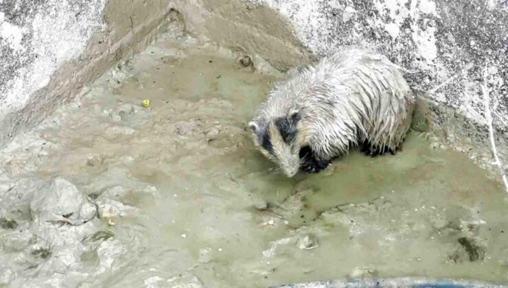 Tabiatta az görülen bal porsuğu mahsur kaldığı havuzdan kurtarıldı