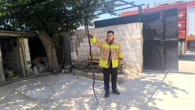 Konutun bahçesinde görülen 2 karayılan paniğe sebep oldu