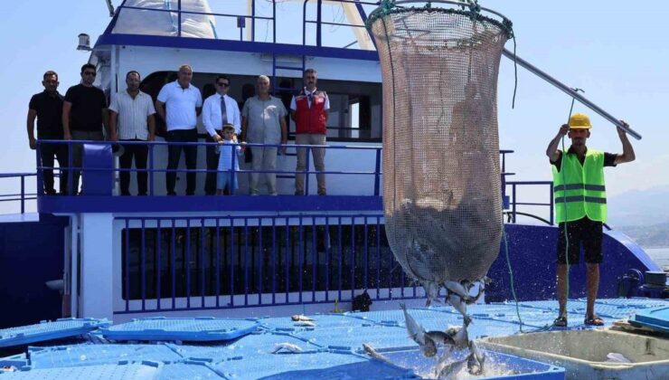 Arsuz’da Balık Hasadına Kaymakam İştiraki: 16 Bin Ton Üretim İhracata Gidiyor