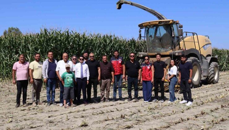 Arsuz’da silajlık mısır hasadı başladı