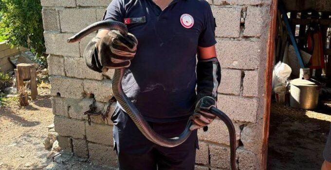 Hatay’da yerleşim alanlarına giren yılanlar yakalandı