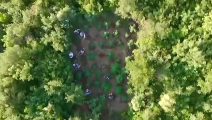 Ormana kenevir bahçesi kuran zehir taciri yakayı ele verdi